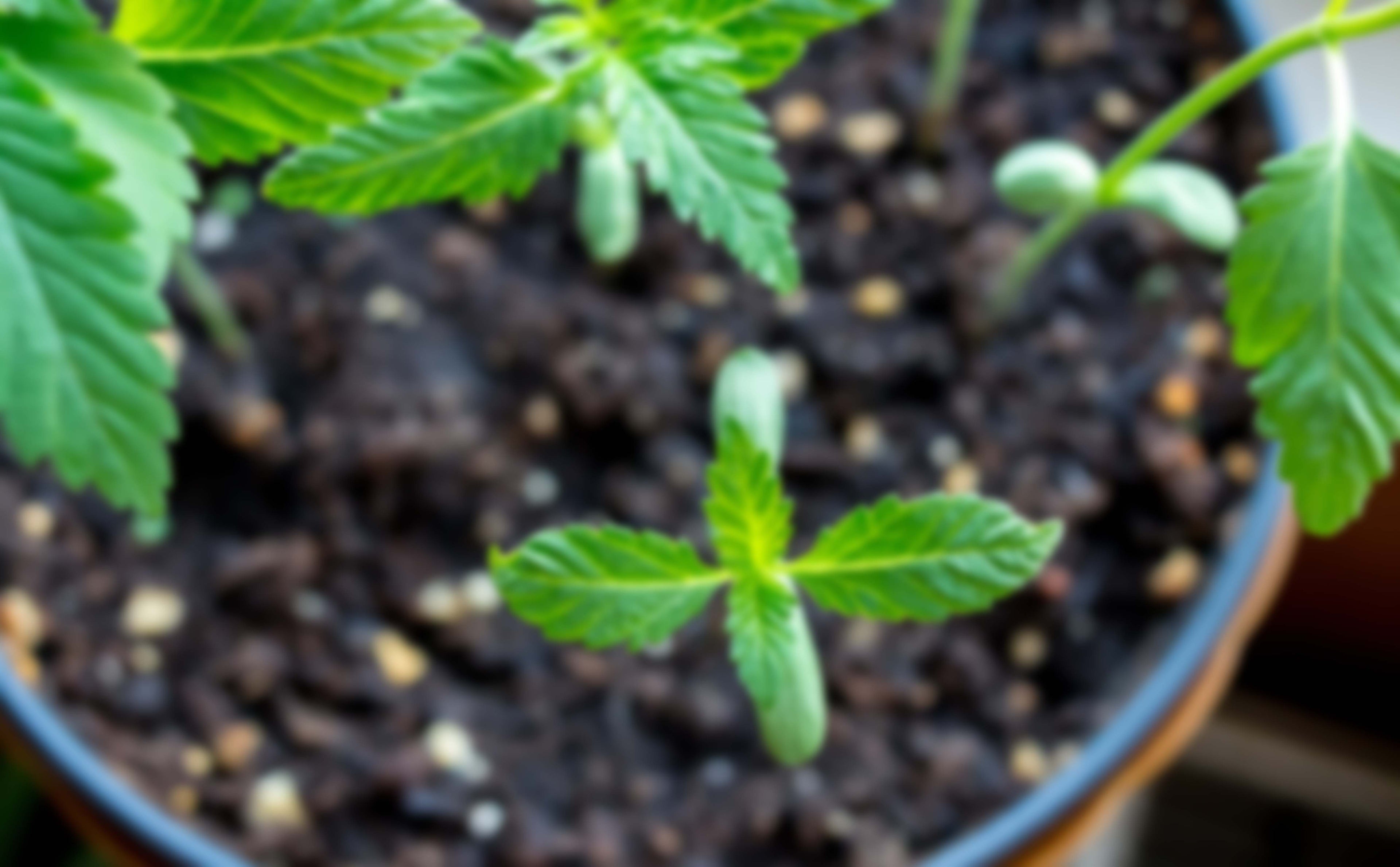 leaf.jpg__PID:68c16a47-c70a-4562-bbcb-d337f7d635ed